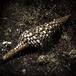 Turris babylonia